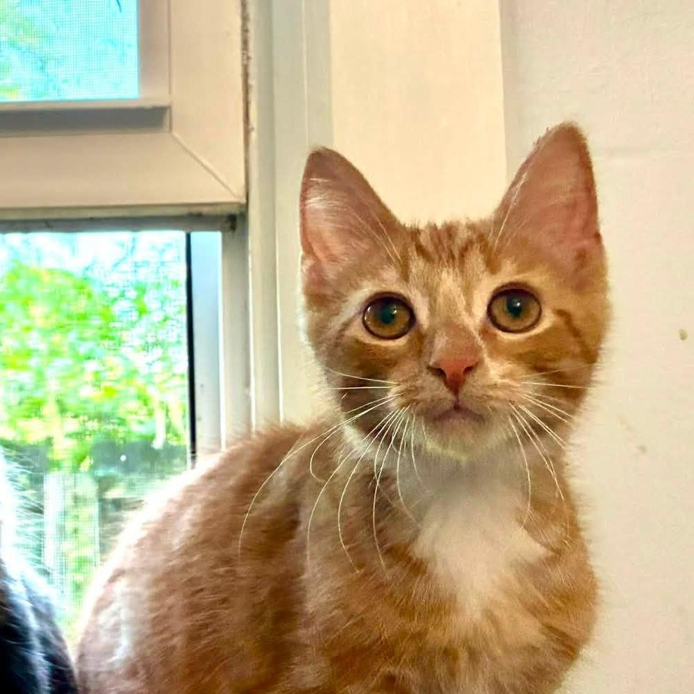 Enlarge Gaston, a Adoptable Domestic Medium Hair in Richland, MI image 2/4
