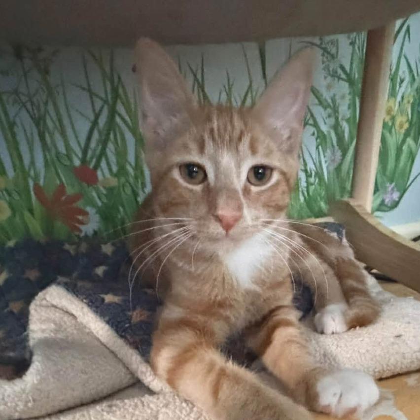 Enlarge Gaston, a Adoptable Domestic Medium Hair in Richland, MI image 3/4