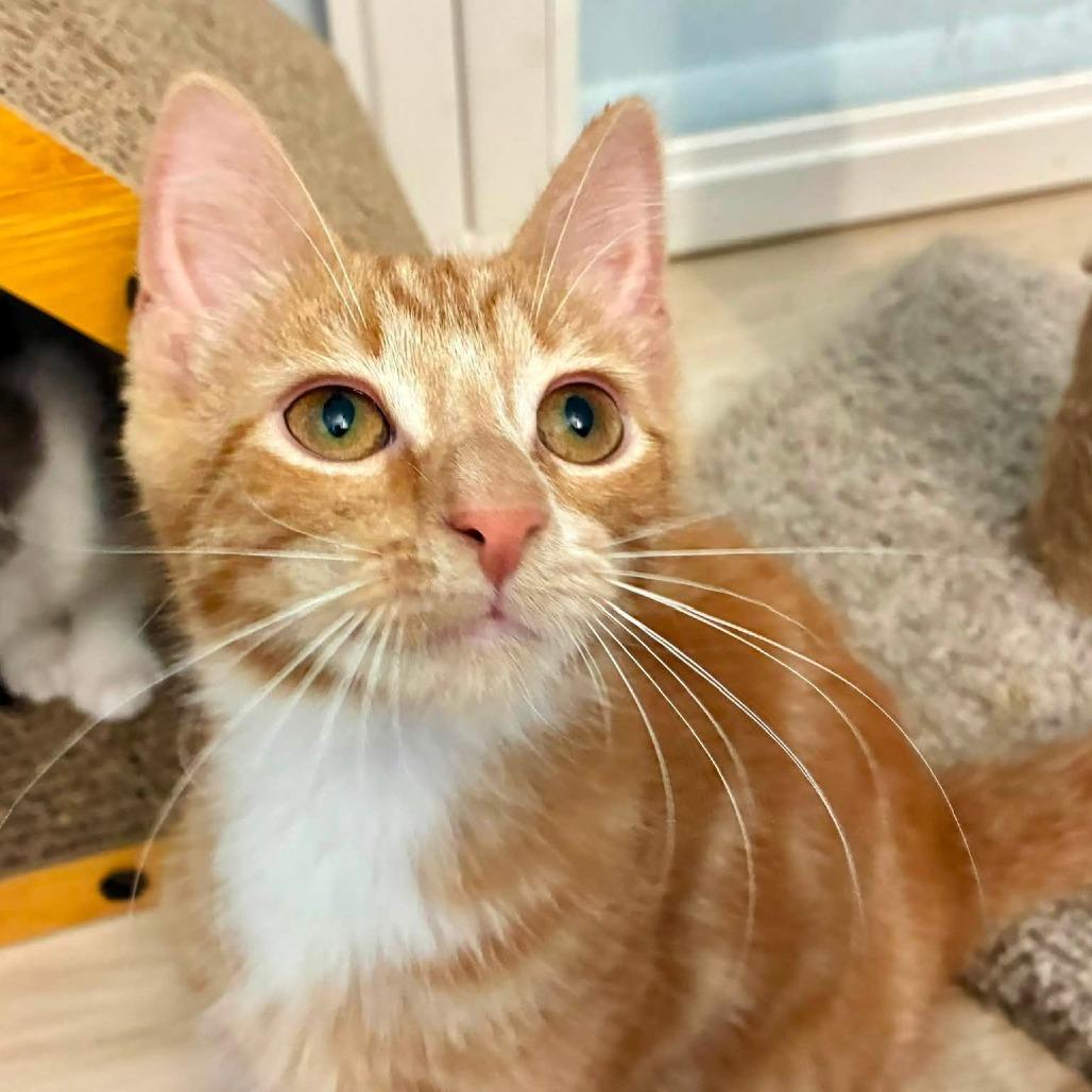 Enlarge Gaston, a Adoptable Domestic Medium Hair in Richland, MI image 4/4