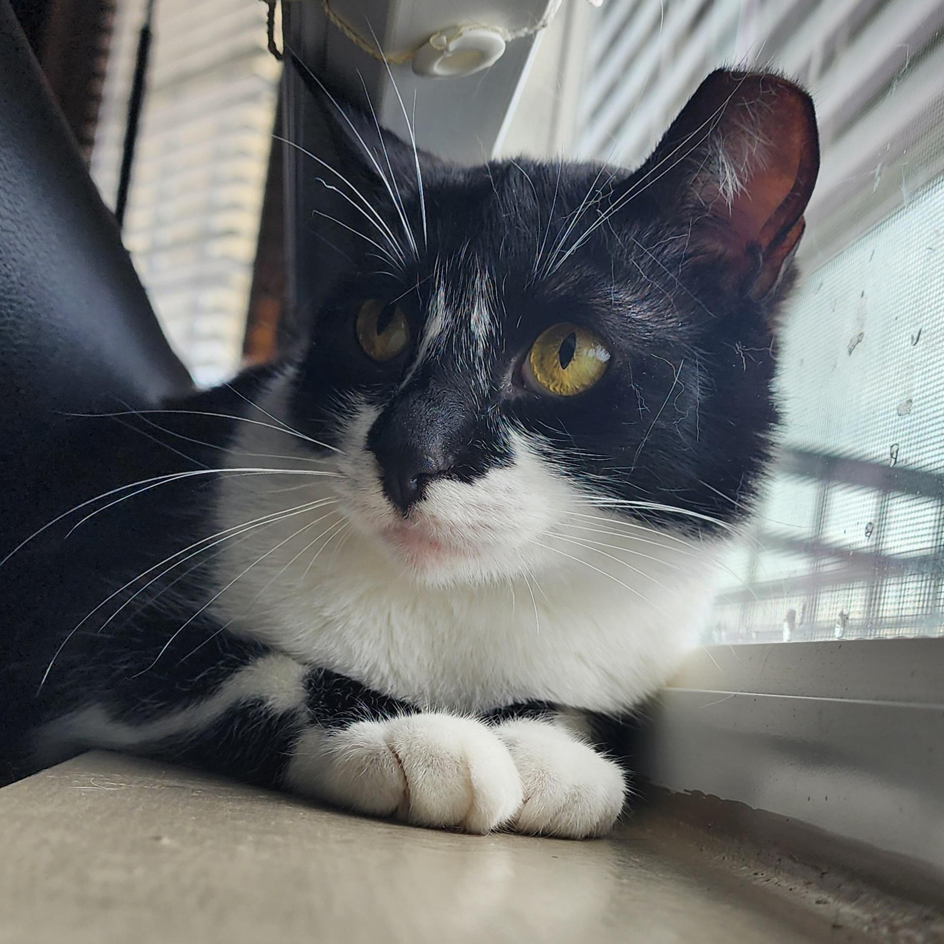 Selene-Blaze, ADOPTABLE, Young Female Domestic Short Hair.