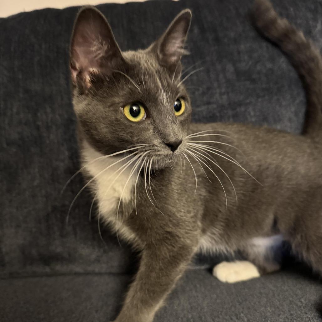 Mittens — thumbnail 2