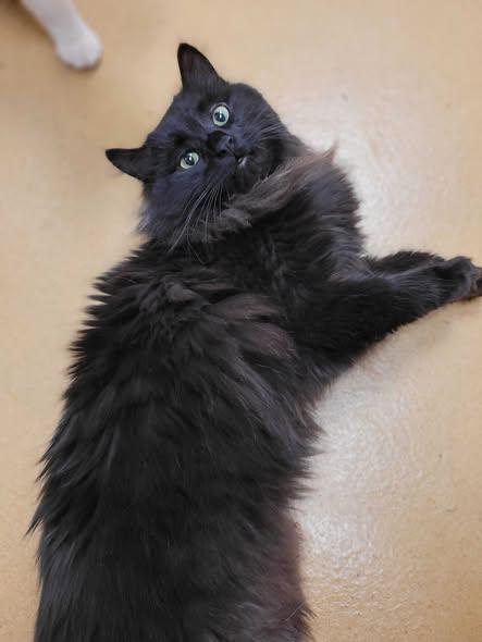 Enlarge Prince, a ADOPTABLE Domestic Long Hair in Nantucket, MA image 2/2