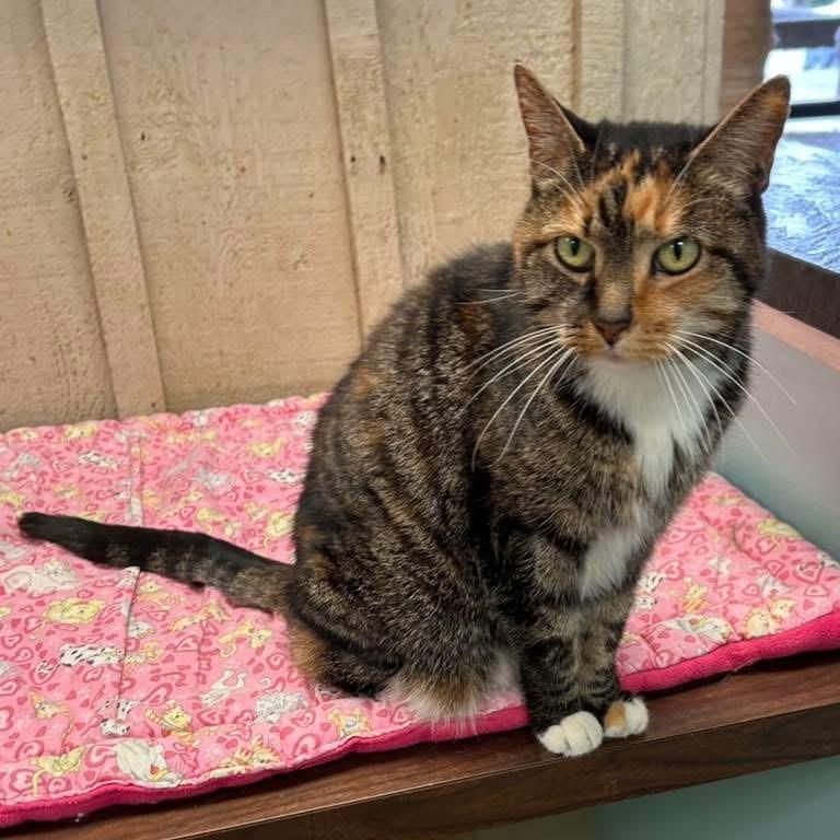 Baby Girl, Adoptable, Adult Female Calico.
