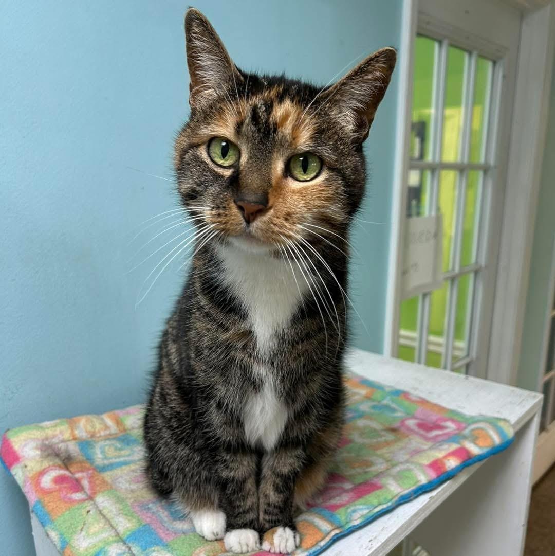 Baby Girl, Adoptable, Adult Female Calico.