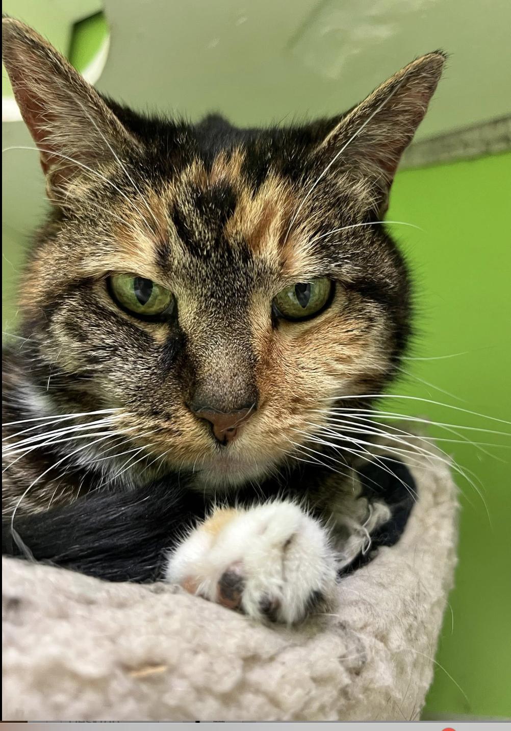 Baby Girl, a Adoptable Calico in Memphis, TN image 2/2