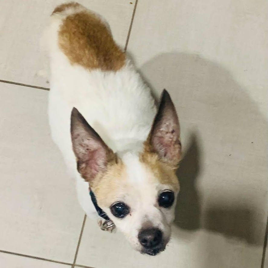 Diablo Maverick, a Adoptable mixed breed in Plano, TX image 3/3