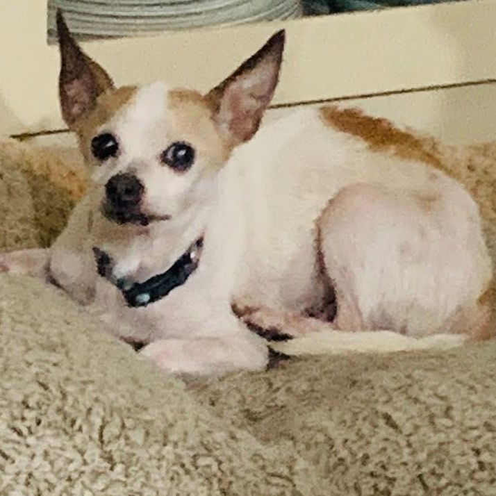 Diablo Maverick, a Adoptable mixed breed in Plano, TX image 1/3