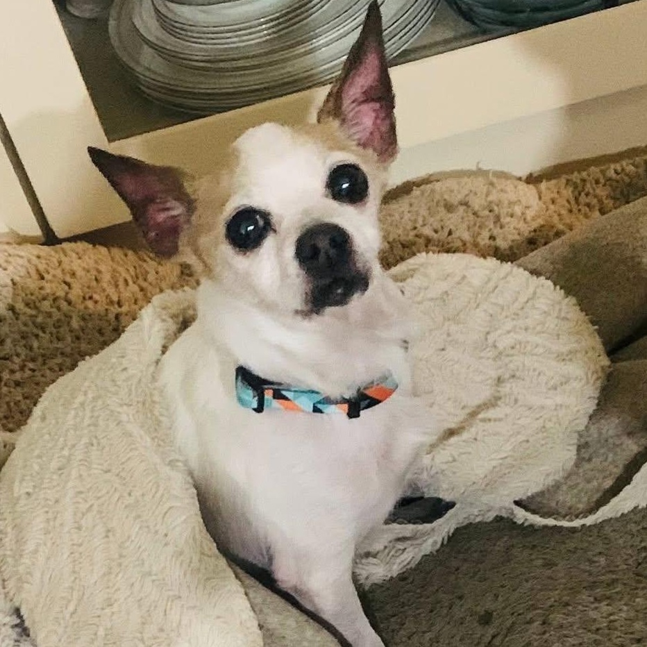 Diablo Maverick, a Adoptable mixed breed in Plano, TX image 2/3