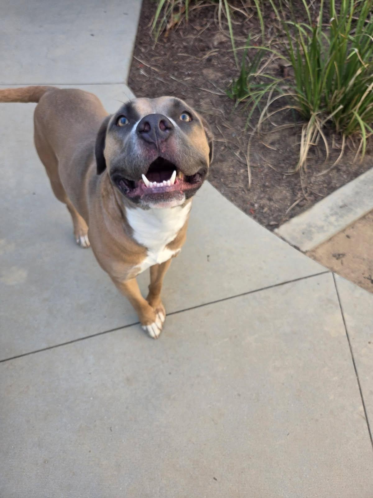 Baron, a ADOPTABLE mixed breed in Murrieta, CA image 2/4