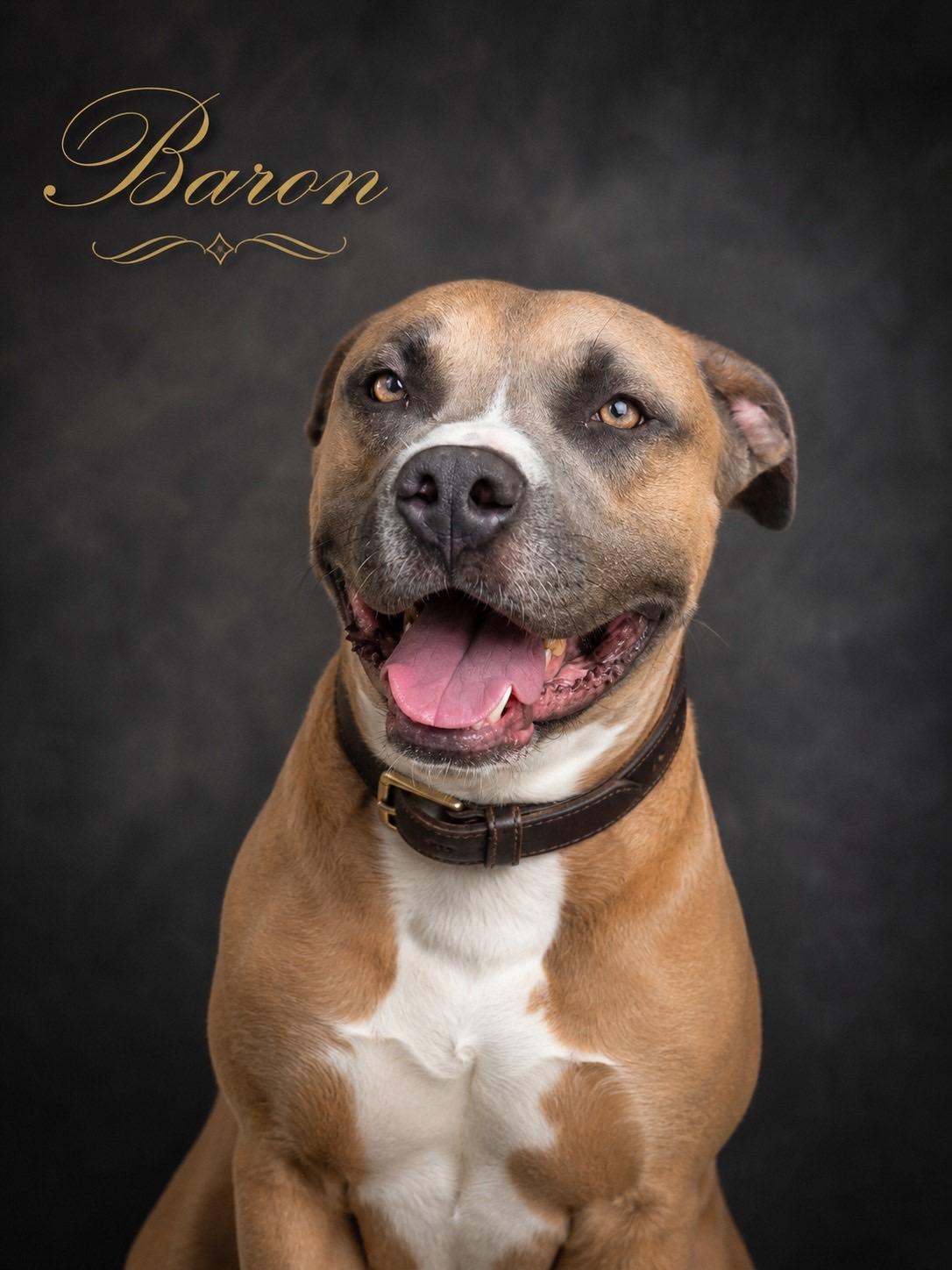 Baron, a ADOPTABLE mixed breed in Murrieta, CA image 1/4
