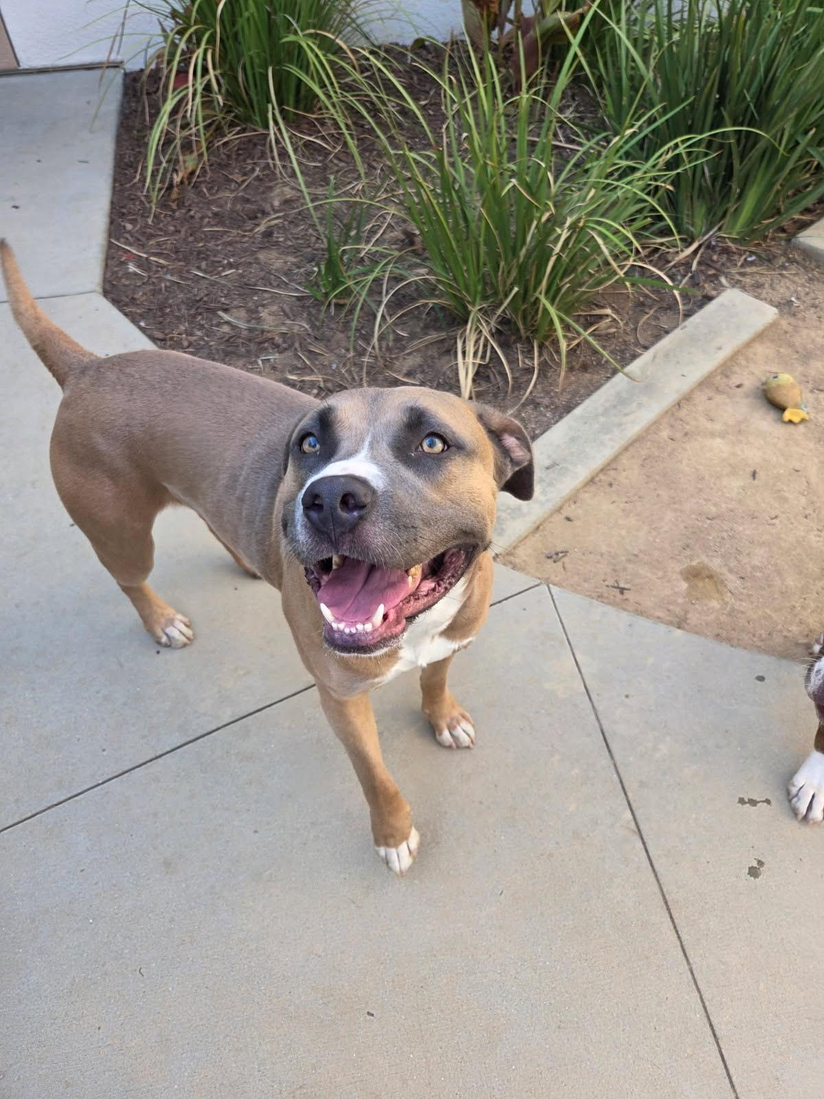 Baron, a ADOPTABLE mixed breed in Murrieta, CA image 3/4