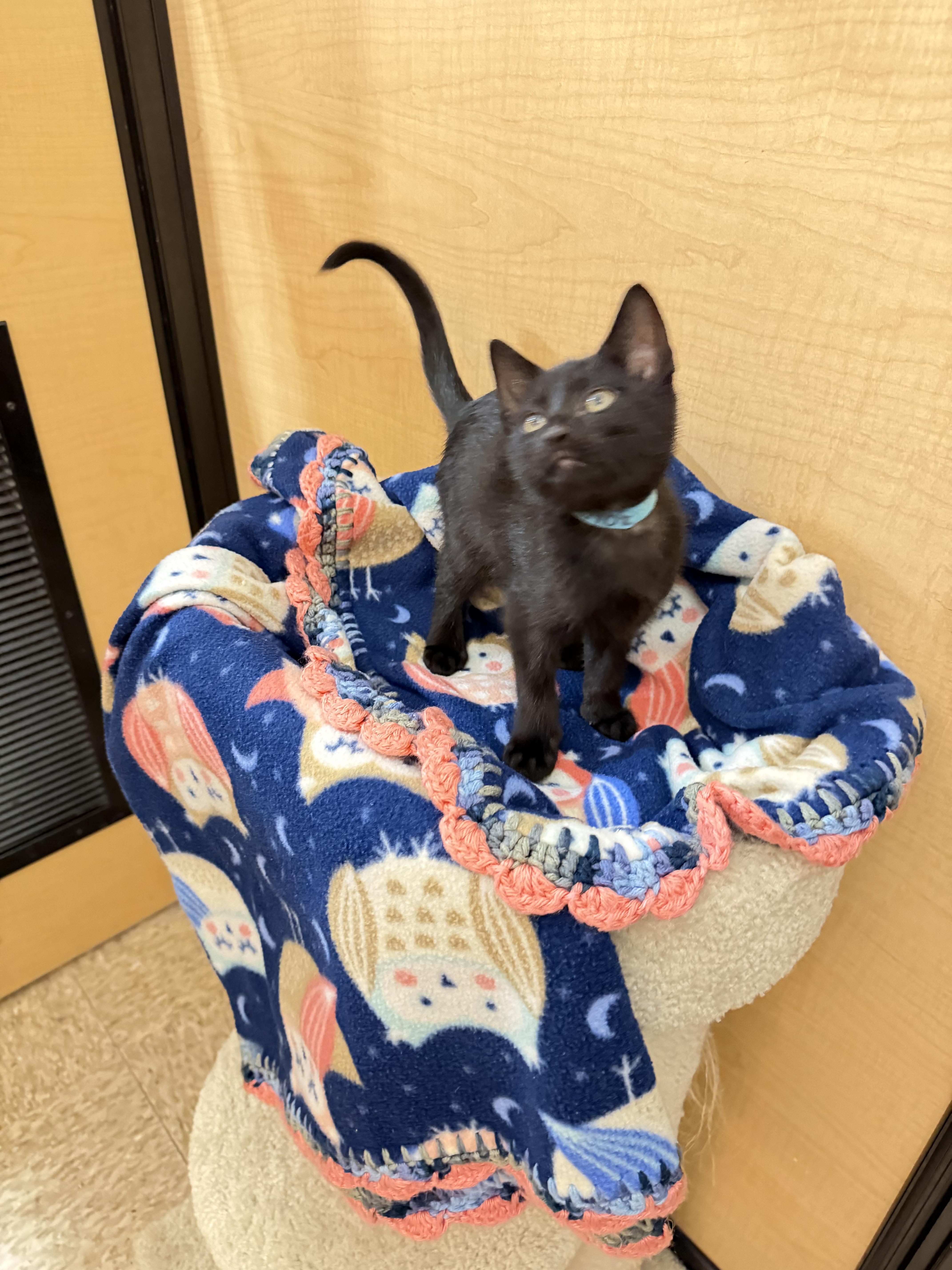 Enlarge Pocoyo, a Adopted mixed breed in Dixon, CA image 1/4