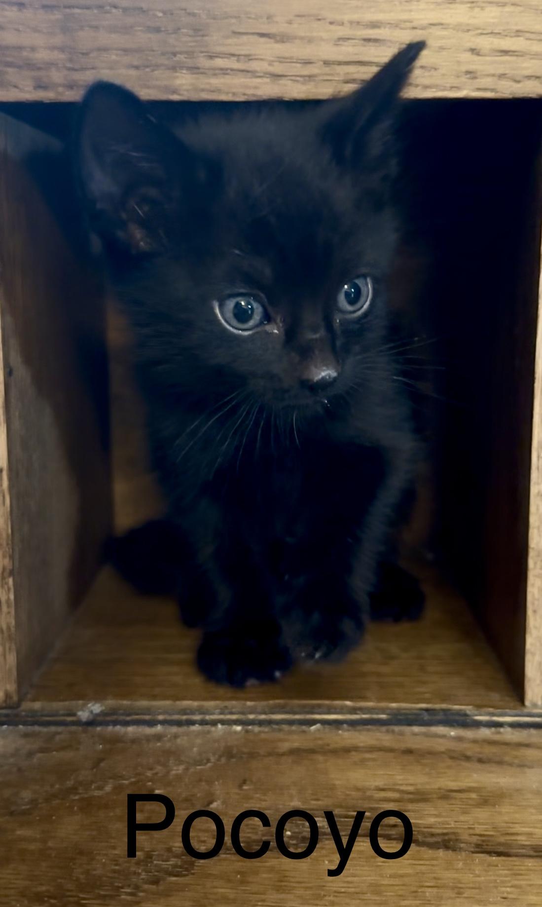 Enlarge Pocoyo, a Adopted mixed breed in Dixon, CA image 2/4