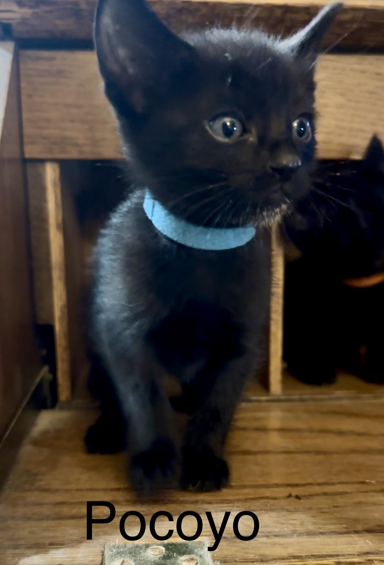 Pocoyo, Adopted, Young Male Domestic Short Hair.