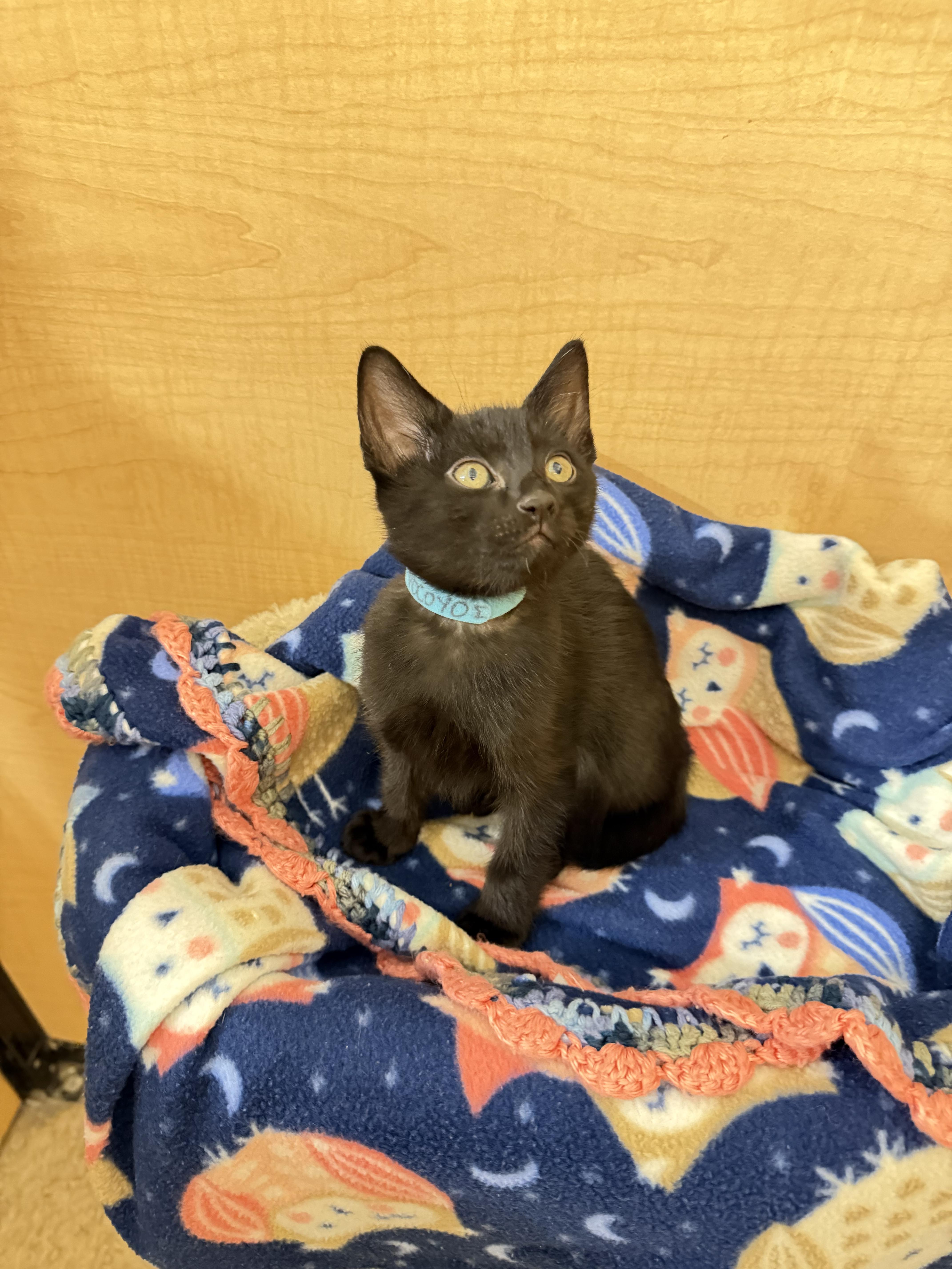 Enlarge Pocoyo, a Adopted mixed breed in Dixon, CA image 4/4