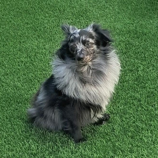Benny, ADOPTABLE, Adult Male Pomeranian.
