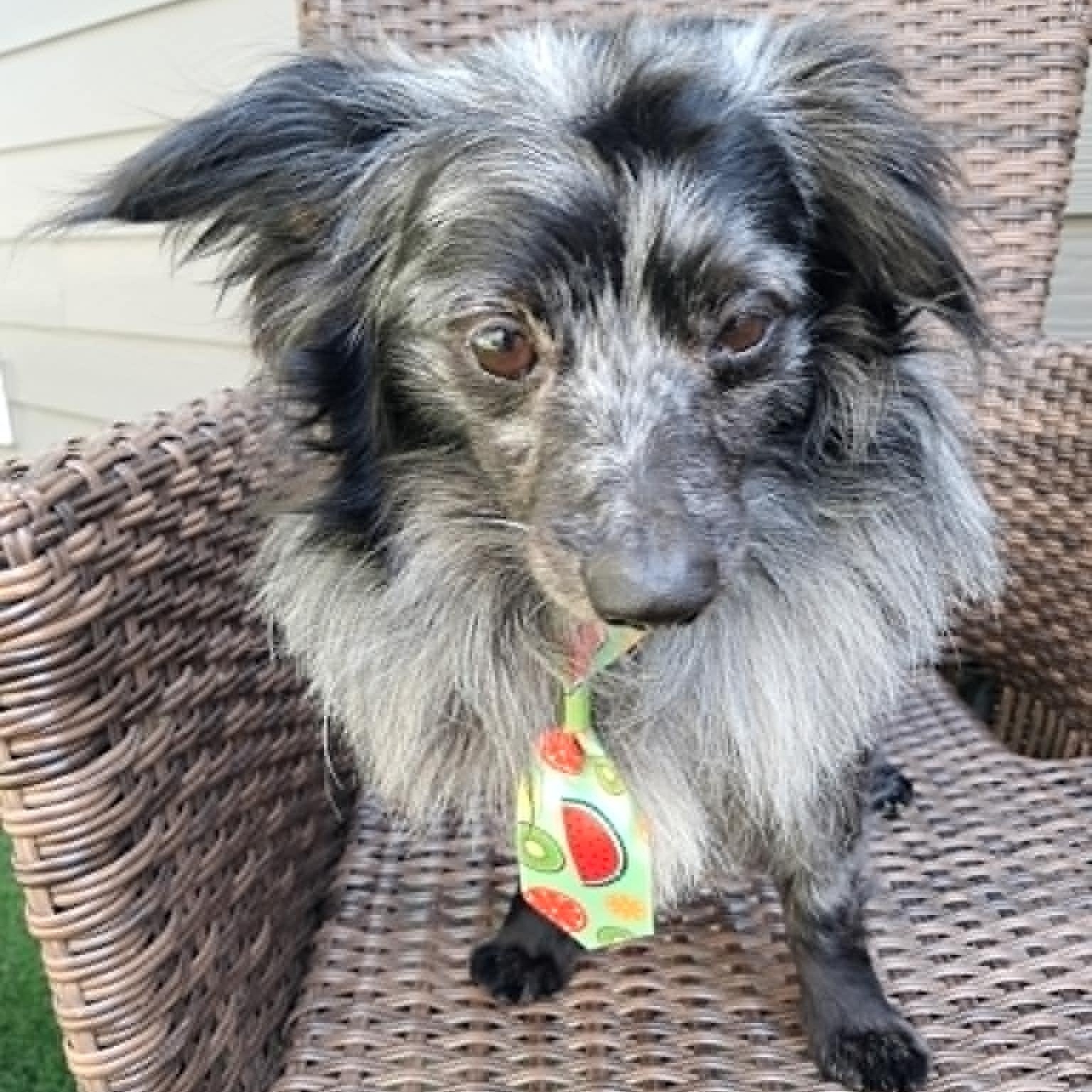 Benny, a ADOPTABLE mixed breed in Tacoma, WA image 4/4
