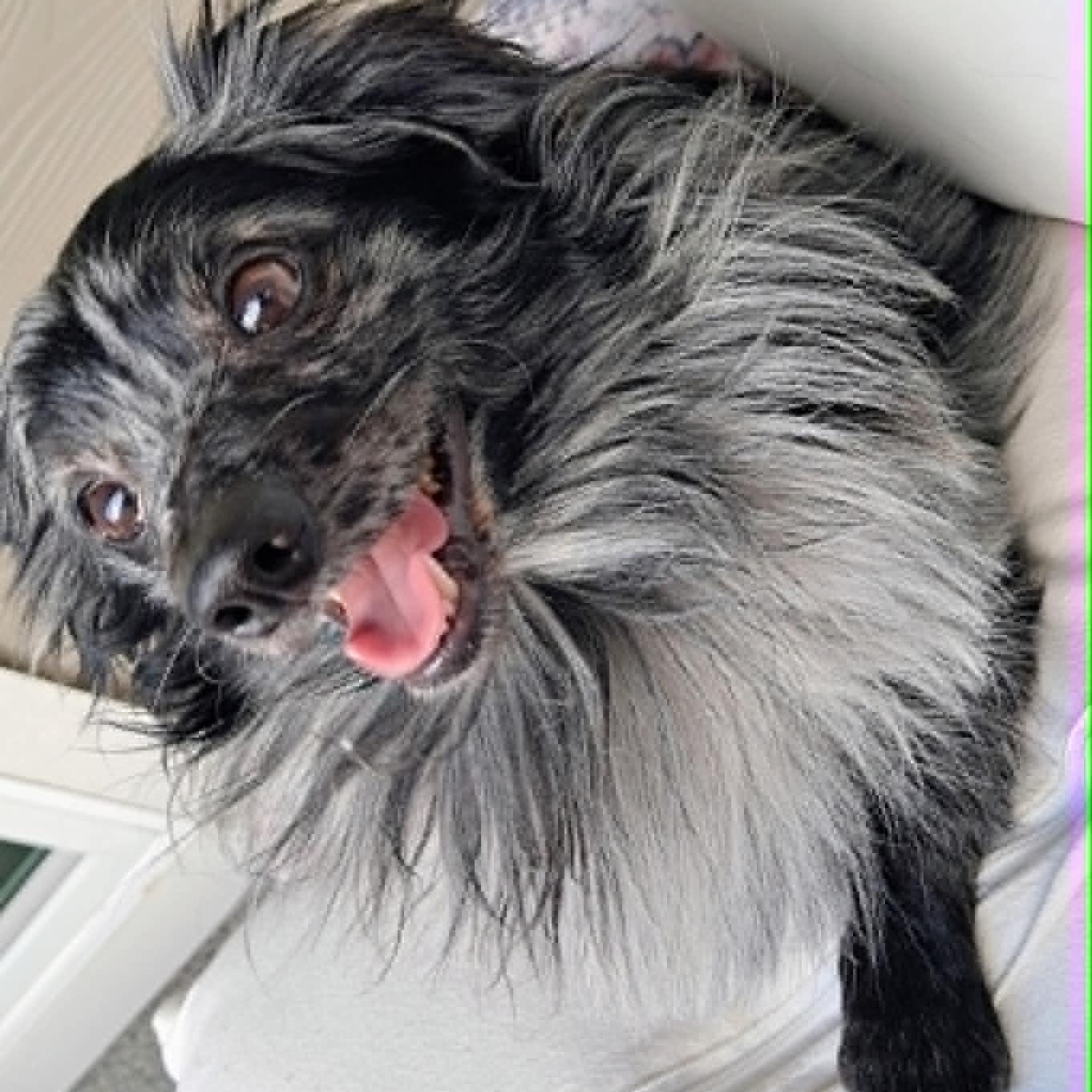 Benny, a ADOPTABLE mixed breed in Tacoma, WA image 3/4