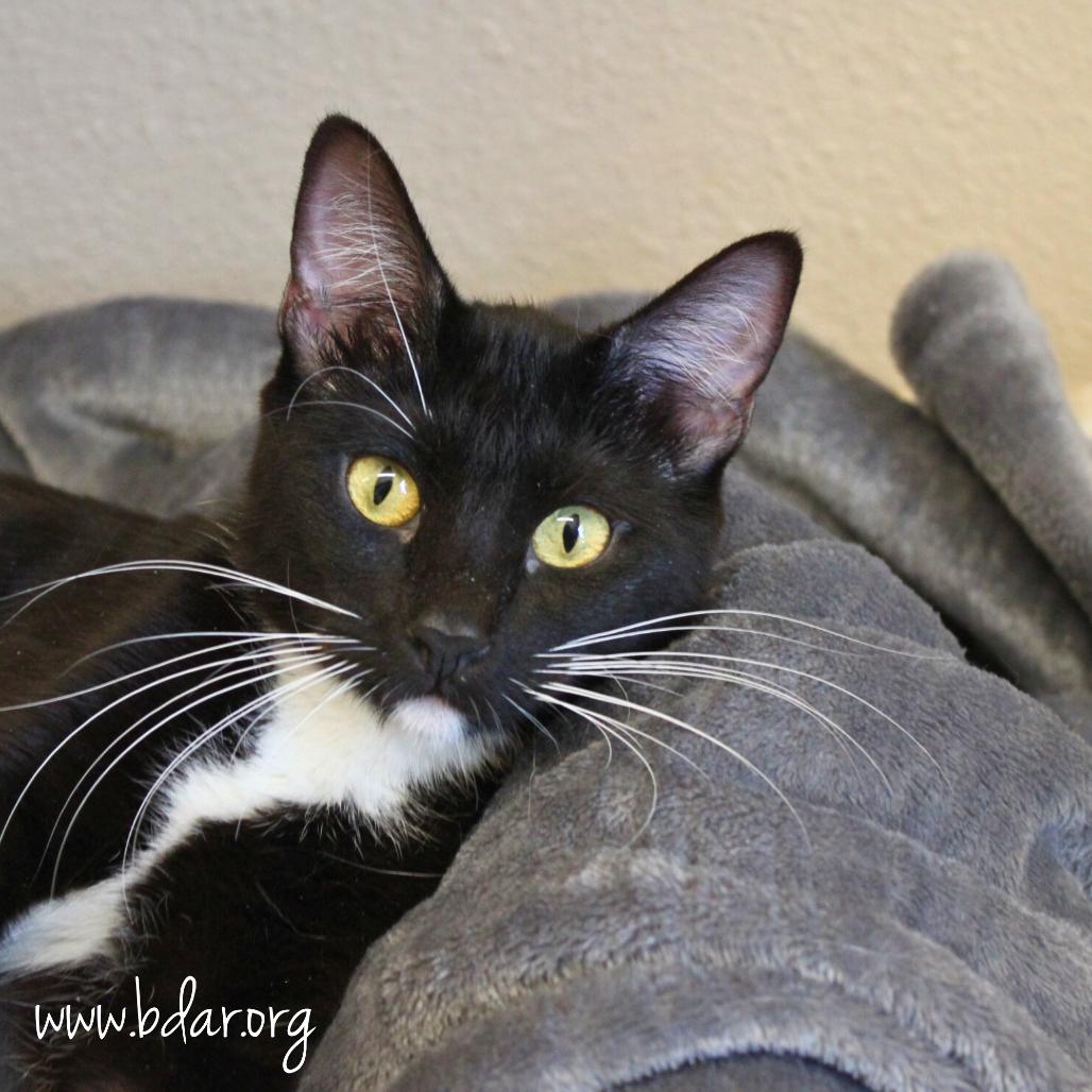 Maria, Adoptable, Adult Female Domestic Short Hair.