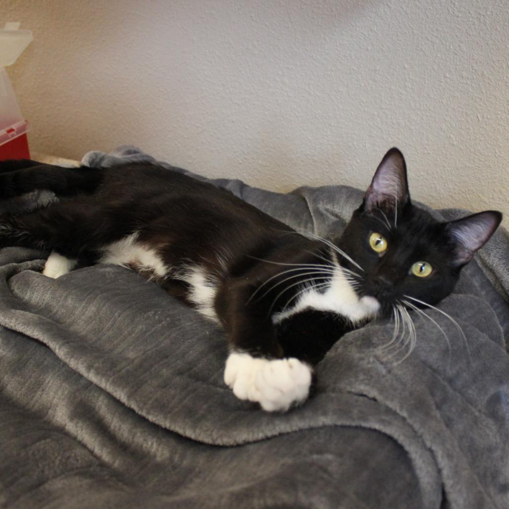 Enlarge Maria, a Adoptable Domestic Short Hair in Cheyenne, WY image 2/2