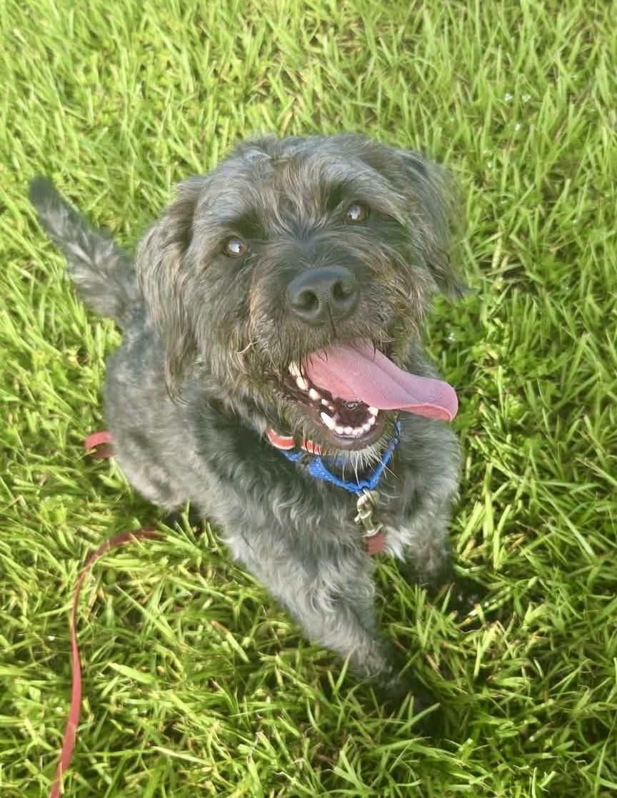 Enlarge Mia, an adoptable Terrier in Winter Haven, FL image 5/6