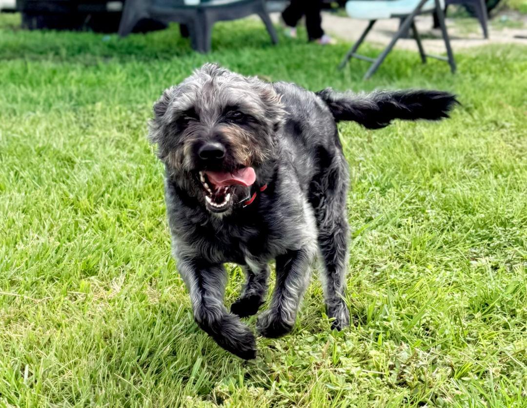Enlarge Mia, an adoptable Terrier in Winter Haven, FL image 2/6