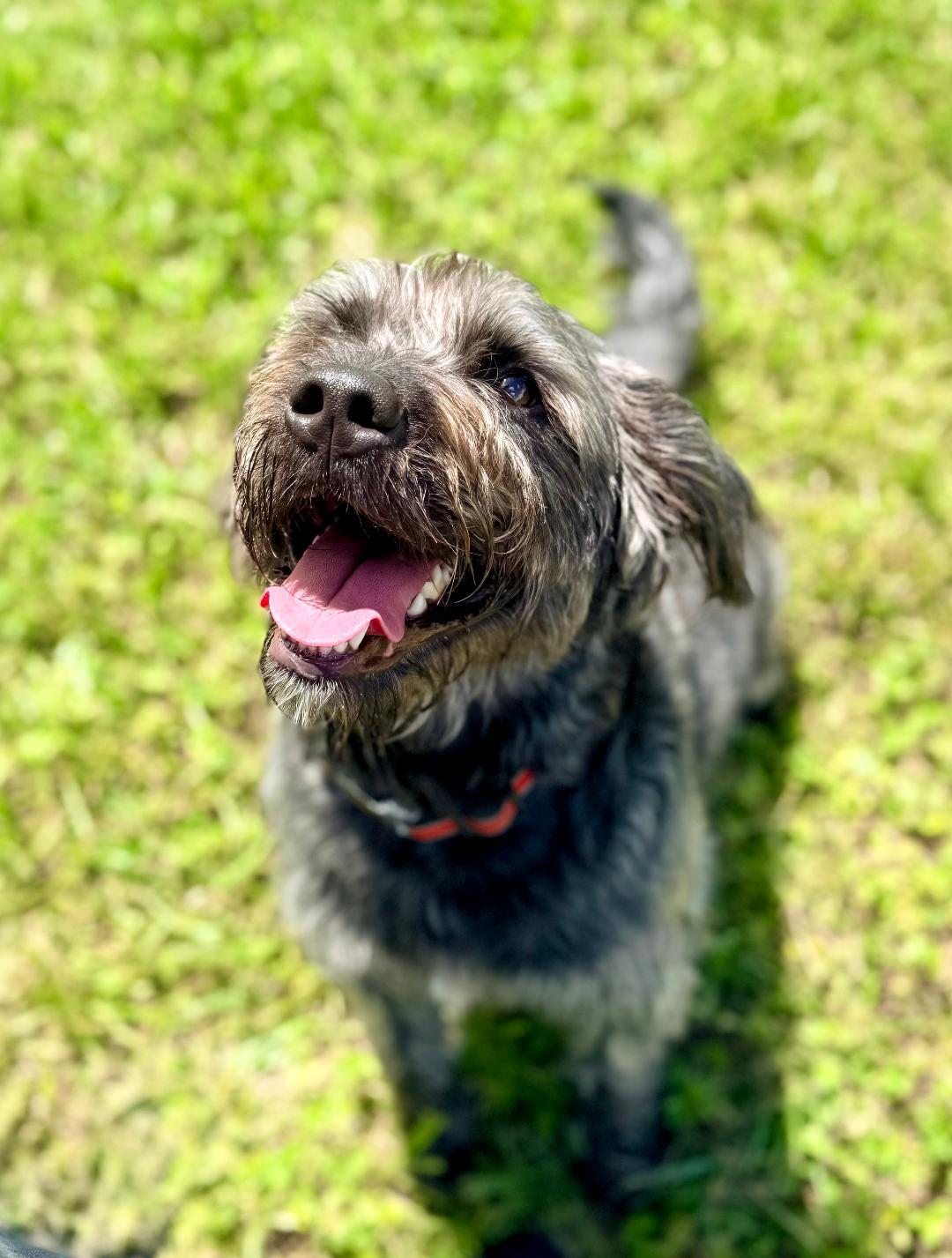 Mia, adoptable, Adult Female Terrier.