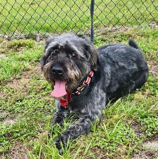 Mia, ADOPTABLE, Adult Female Terrier.