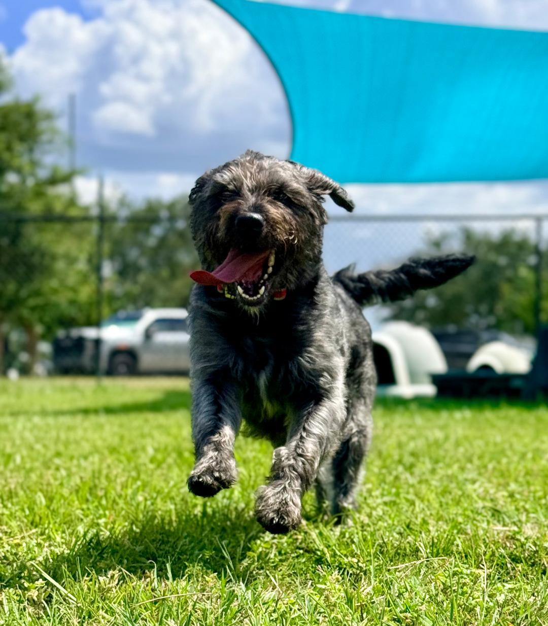 Enlarge Mia, an adoptable Terrier in Winter Haven, FL image 3/6