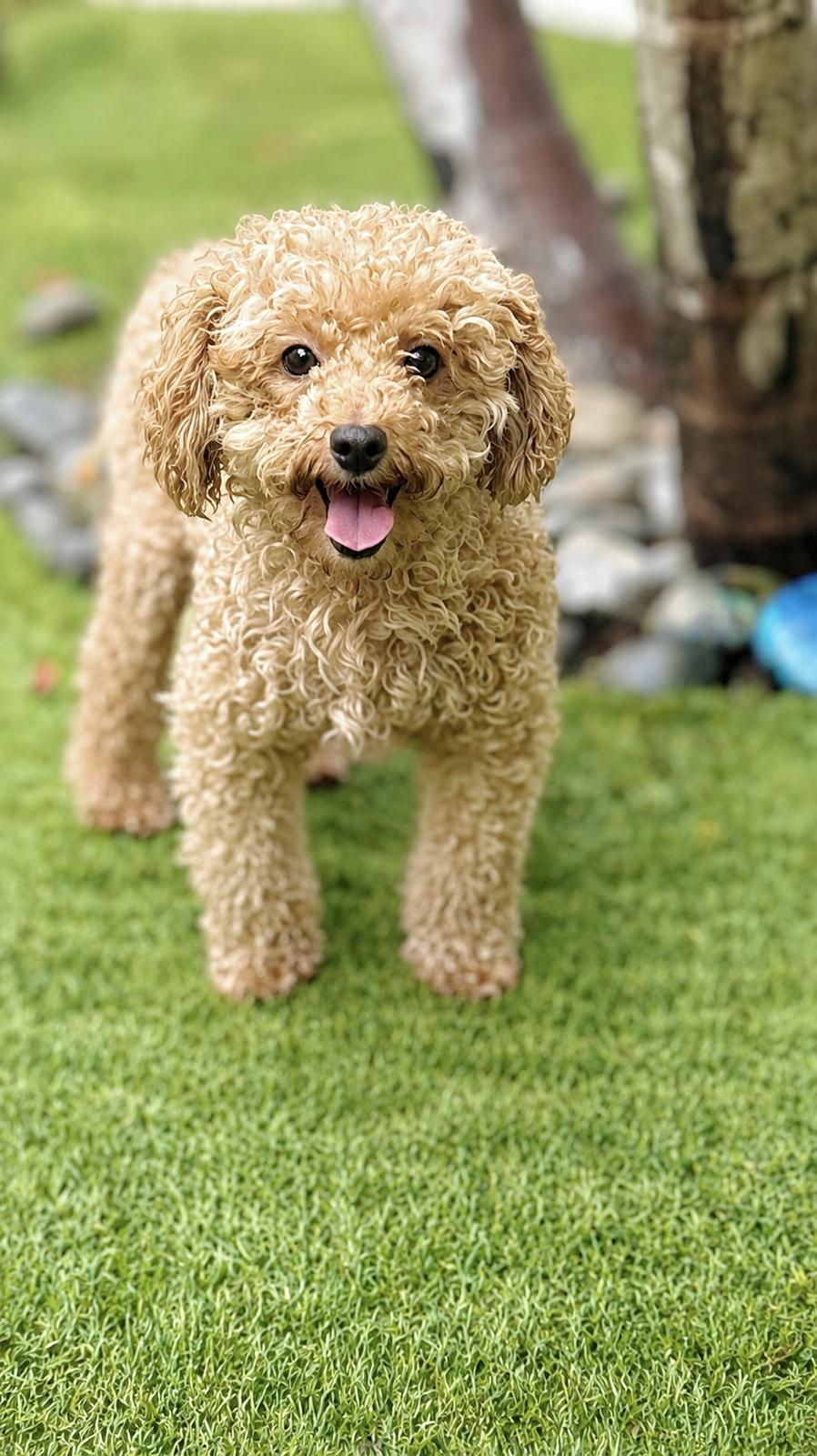 Goldy, Adopted, Young Male Poodle.