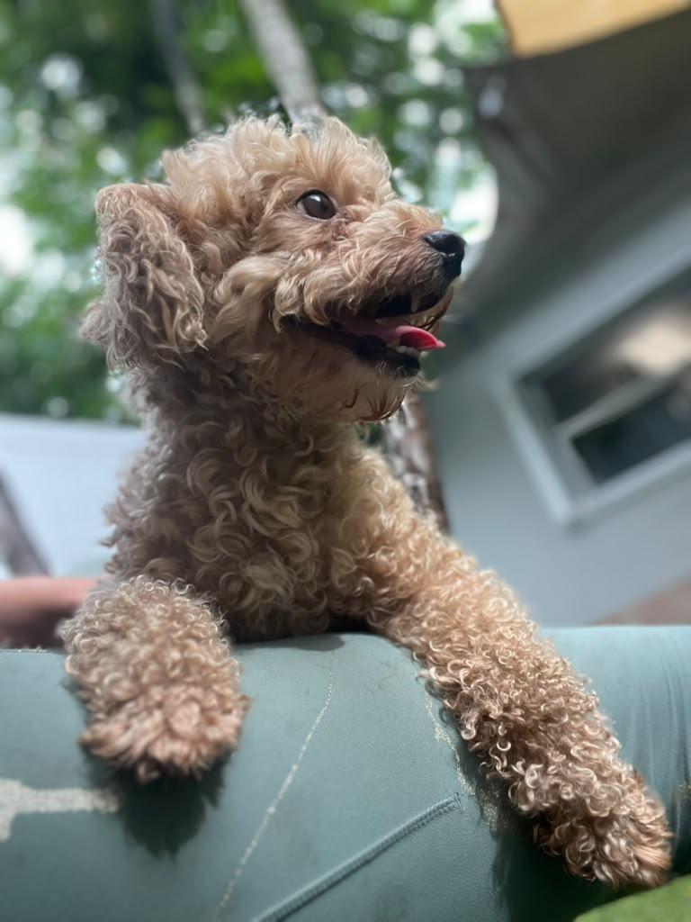 Enlarge Goldy, a Adopted Poodle in Pompano Beach, FL image 2/2