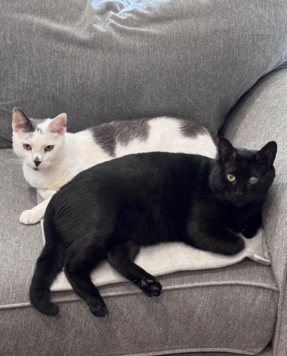 Enlarge Trusty Trinket, a Adoptable Domestic Short Hair in Alexandria, VA image 3/6
