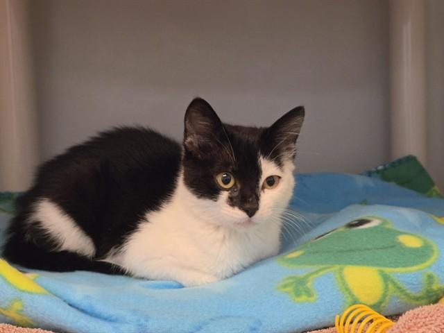 PIXIE, Adoptable, Kitten Female Domestic Short Hair.