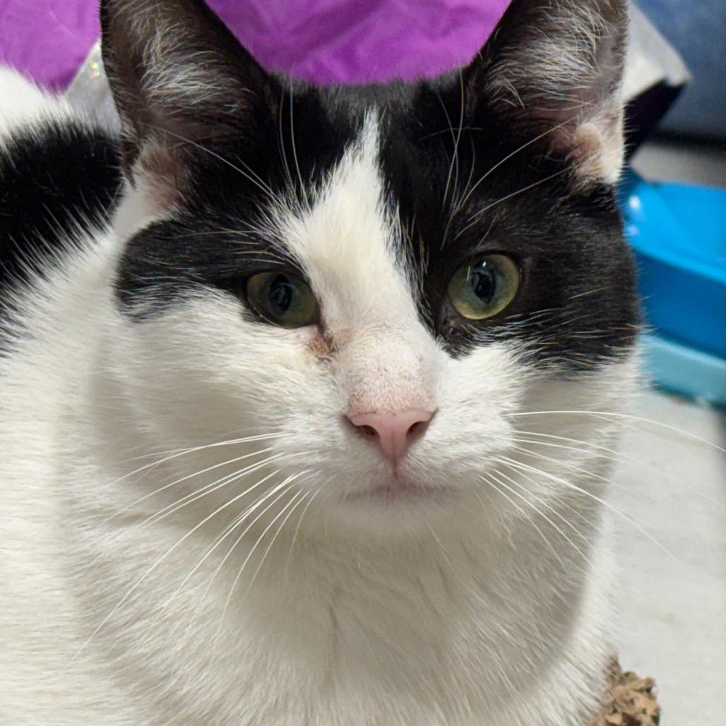 Enlarge Oatmeal ARC2025-285, a Adoptable Domestic Short Hair in Akron, NY image 3/6
