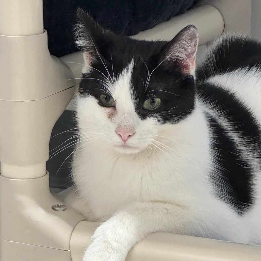 Oatmeal ARC2025-285, a Adoptable Domestic Short Hair in Akron, NY image 5/6