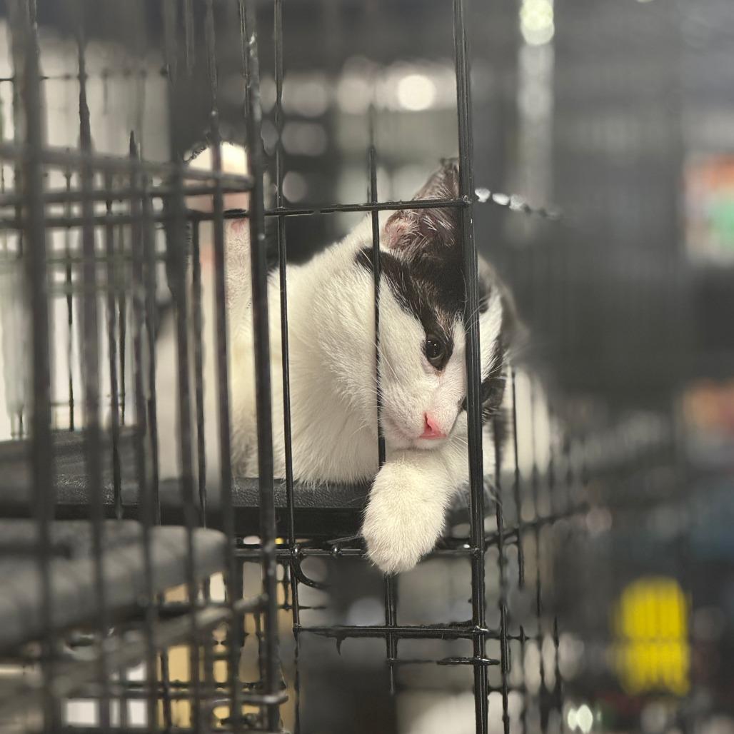 Enlarge Oatmeal ARC2025-285, a Adoptable Domestic Short Hair in Akron, NY image 6/6