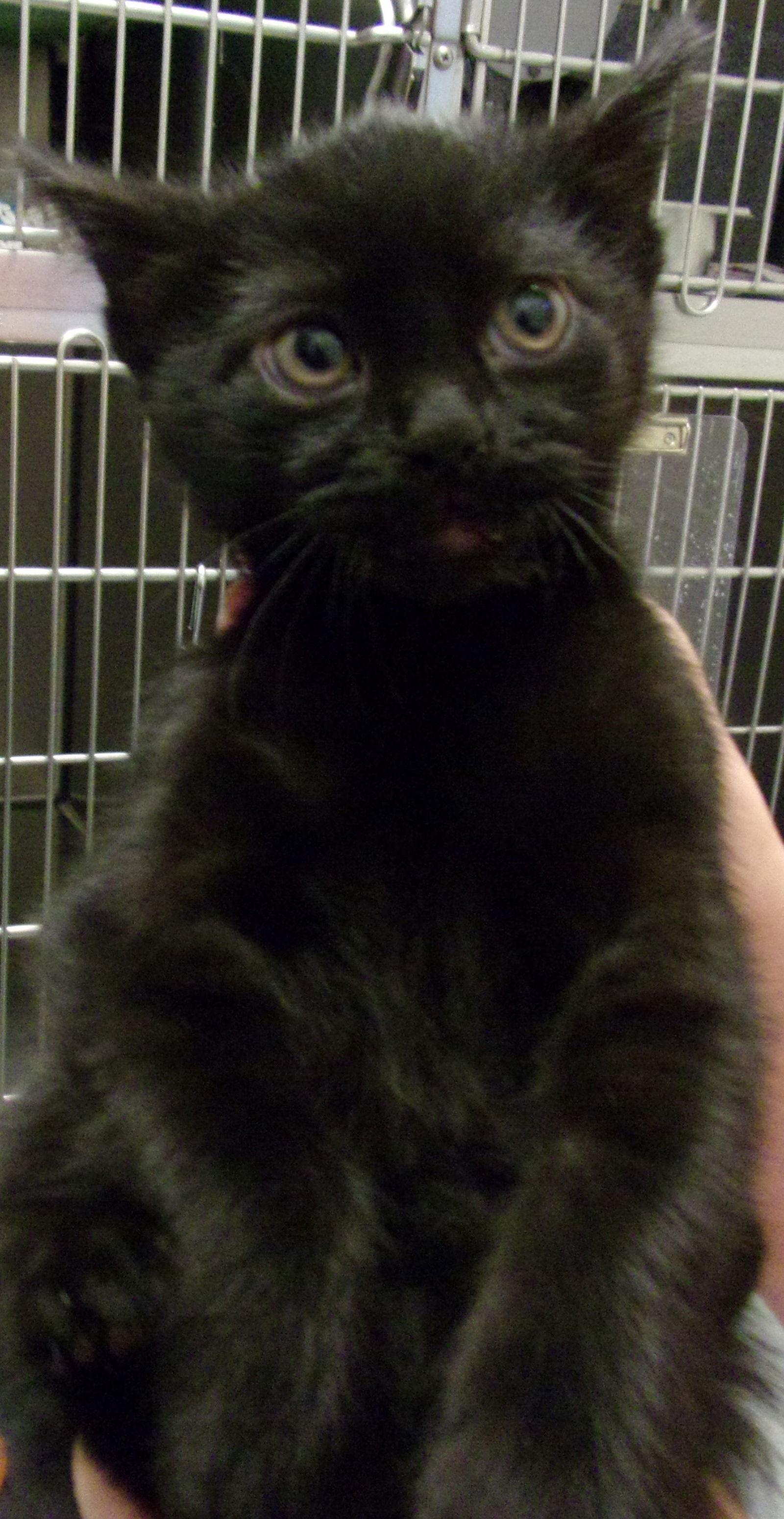 Guinness, Adopted, Kitten Female Domestic Short Hair.