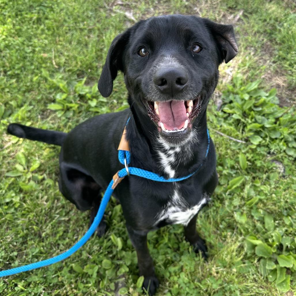 Barnaby, ADOPTABLE, Adult Male Mixed Breed.