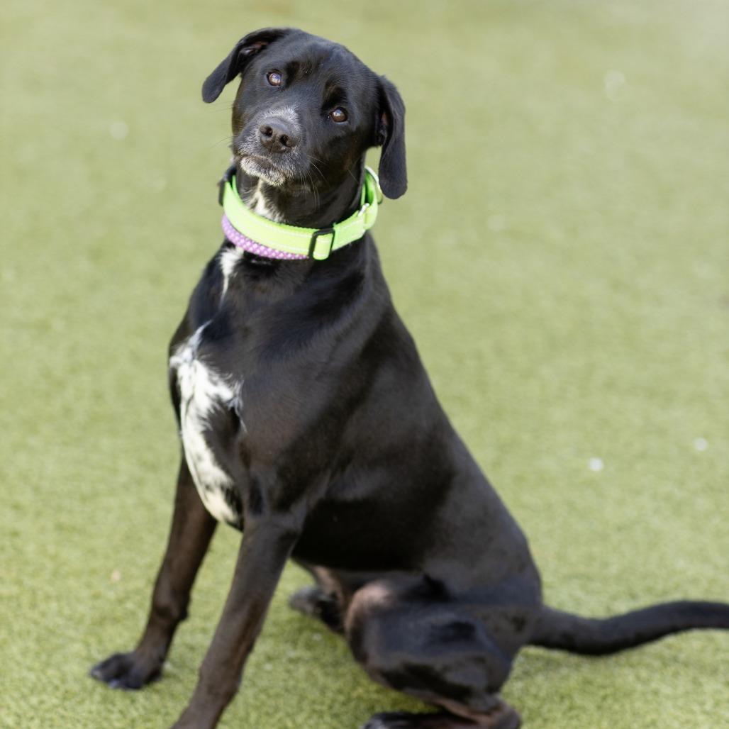 Barnaby, ADOPTABLE, Adult Male Mixed Breed.