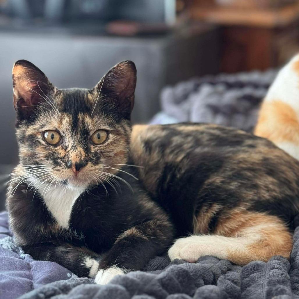 Sassafras, Adoptable, Kitten Female Domestic Short Hair.