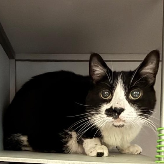 Oreo, a ADOPTABLE Domestic Short Hair in Honesdale, PA image 1/4