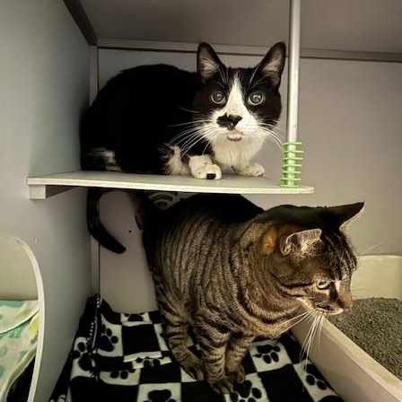 Oreo, a ADOPTABLE Domestic Short Hair in Honesdale, PA image 3/4