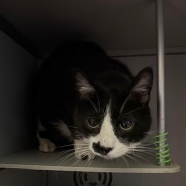 Oreo, a ADOPTABLE Domestic Short Hair in Honesdale, PA image 2/4
