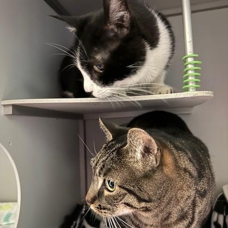Oreo, a ADOPTABLE Domestic Short Hair in Honesdale, PA image 4/4