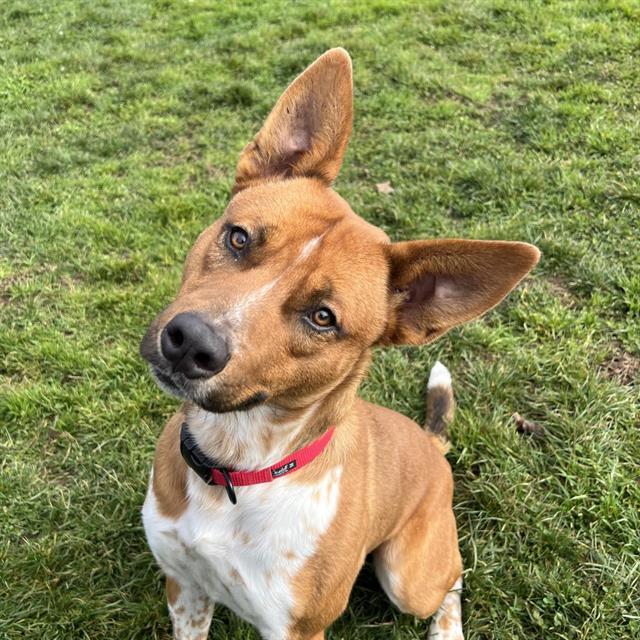 Enlarge BUDDY, a Adoptable mixed breed in Auburn, CA image 1/1