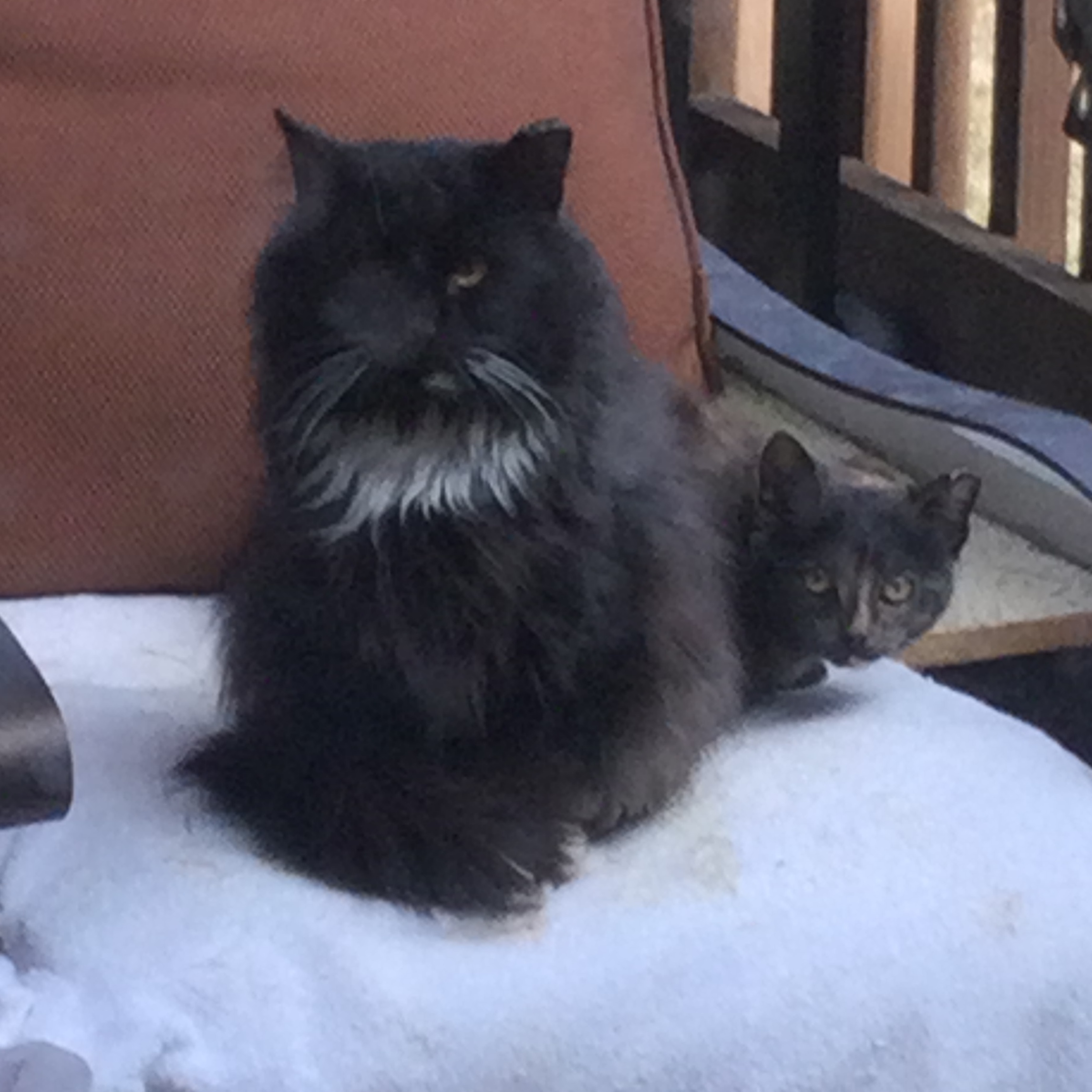 Minnie the Moocher, a Adoptable Tortoiseshell in Bristol, TN image 3/4