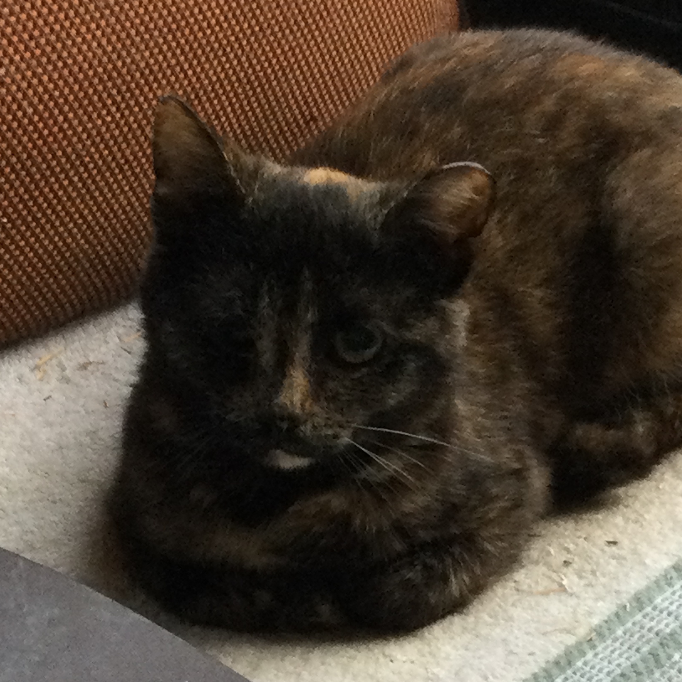 Minnie the Moocher, a Adoptable Tortoiseshell in Bristol, TN image 2/4