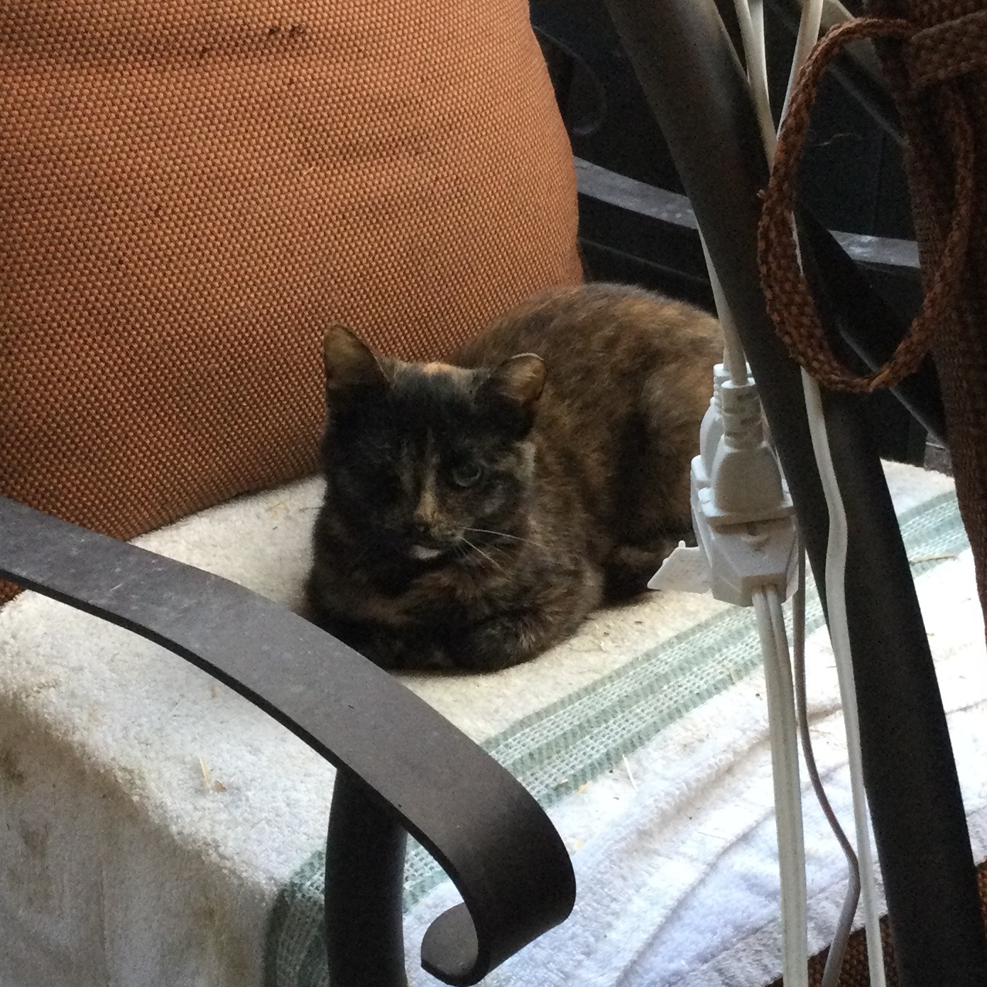 Minnie the Moocher, a Adoptable Tortoiseshell in Bristol, TN image 4/4