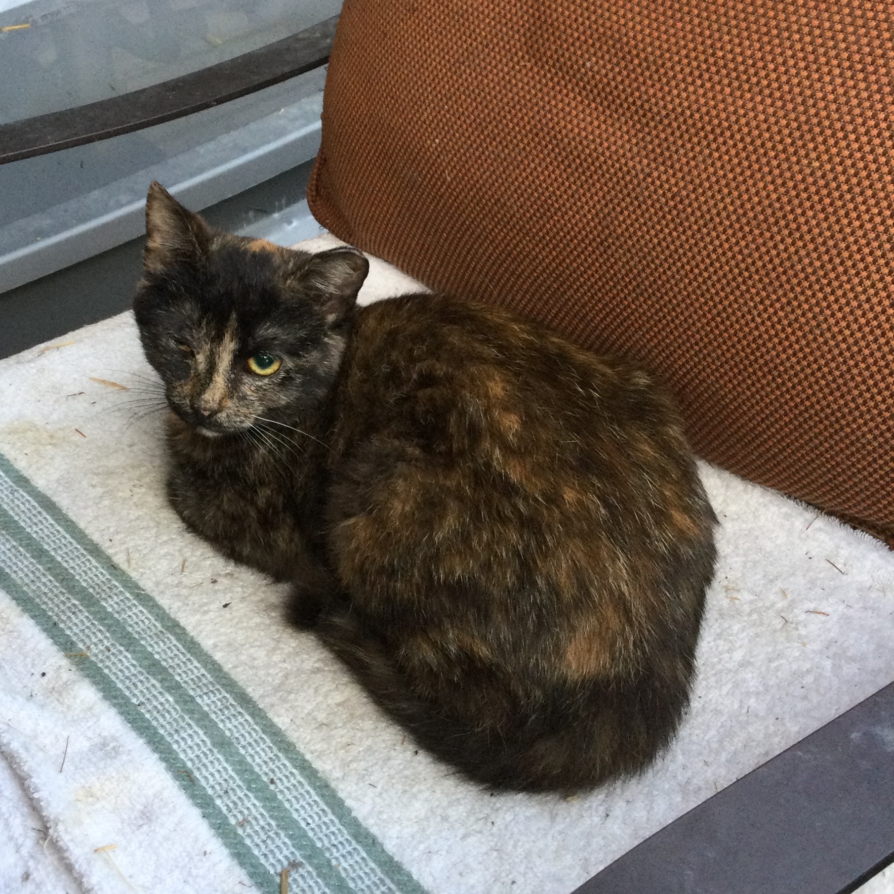 Minnie the Moocher, a Adoptable Tortoiseshell in Bristol, TN image 1/4