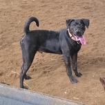 Enlarge Shadow, a Adoptable mixed breed in Mooresville, IN image 1/5